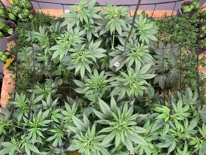 Heltah Skeltah Round #1. Week 6