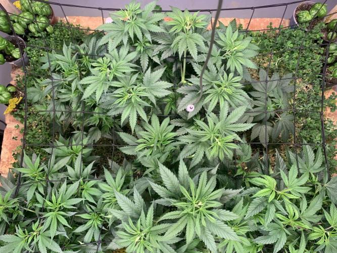 Heltah Skeltah Round #1. Week 6