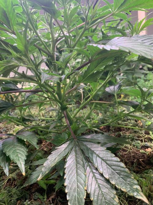 Heltah Skeltah Round #1. Week 6