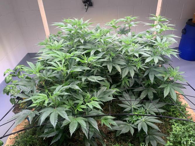 Heltah Skeltah Round #1. Week 7