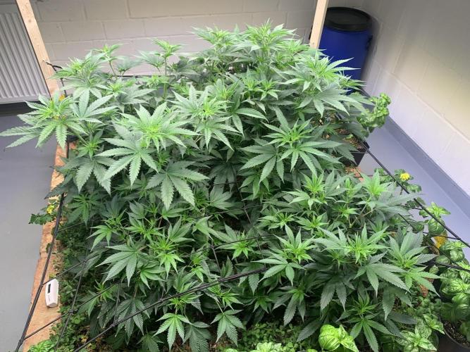 Heltah Skeltah Round #1. Week 7