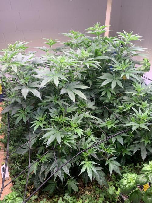 Heltah Skeltah Round #1. Week 7