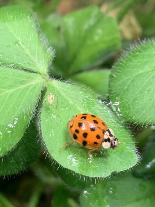 Heltah Skeltah Round #1. Week 7