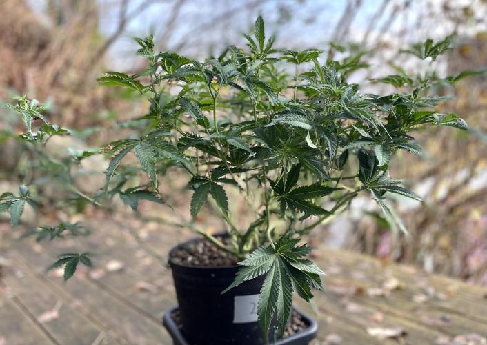 Homemade seeds,FB Gorilla Cookies Auto. Week 5 - 40cm. height
( My iphone was in "portrait mode"so only half the plant shows!