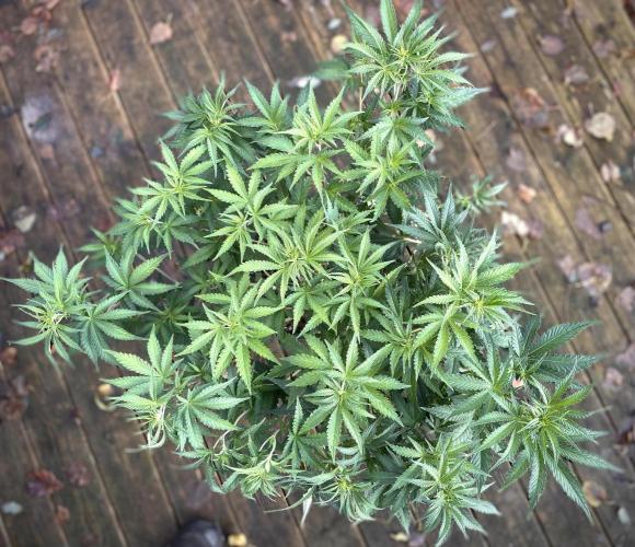 Homemade seeds,FB Gorilla Cookies Auto. Week 5 - 70cm diameter!