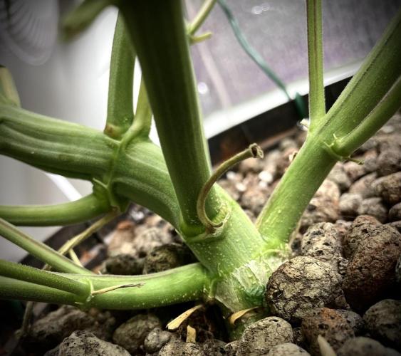 Homemade seeds,FB Gorilla Cookies Auto. Week 5 - Fatty!