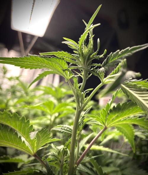 Homemade seeds,FB Gorilla Cookies Auto. Week 5