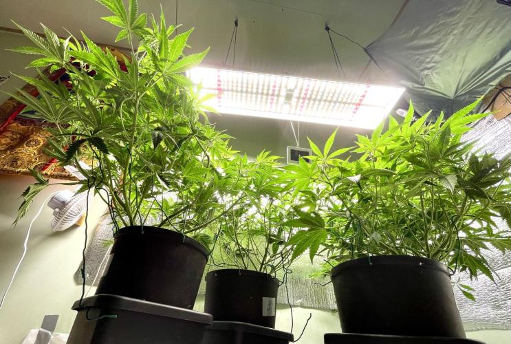 Homemade seeds,FB Gorilla Cookies Auto. Week 5