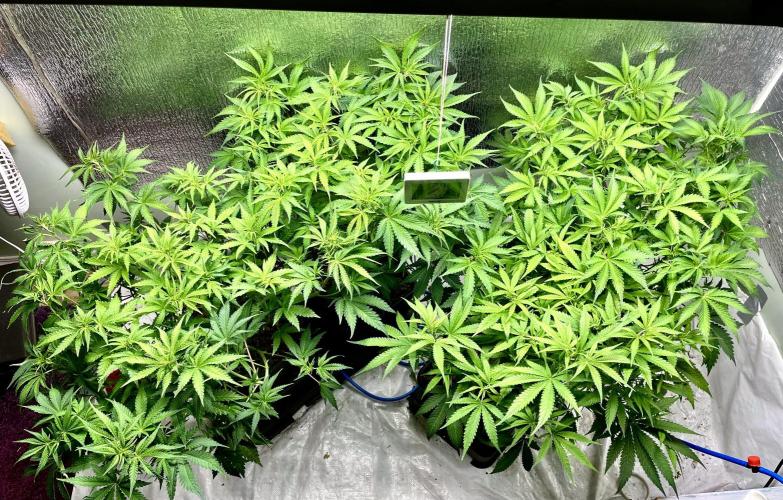 Homemade seeds,FB Gorilla Cookies Auto. Week 5