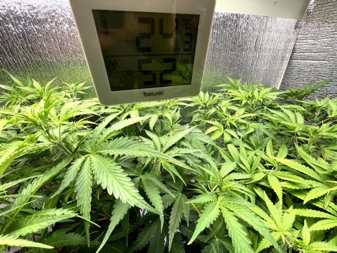 Homemade seeds,FB Gorilla Cookies Auto. Week 5 - Good temp & RH!