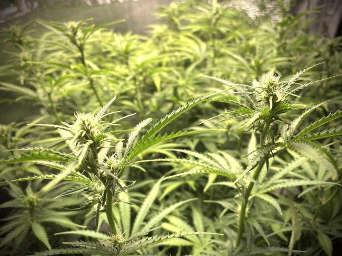 Homemade seeds,FB Gorilla Cookies Auto. Week 6