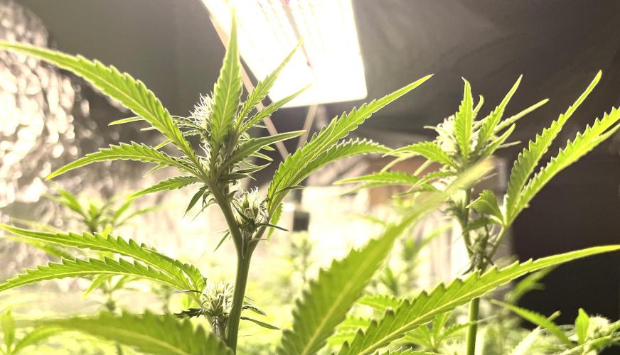 Homemade seeds,FB Gorilla Cookies Auto. Week 6