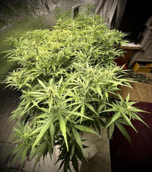 Homemade seeds,FB Gorilla Cookies Auto. Week 6