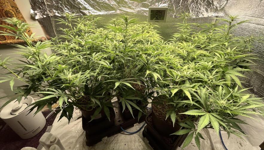 Homemade seeds,FB Gorilla Cookies Auto. Week 6