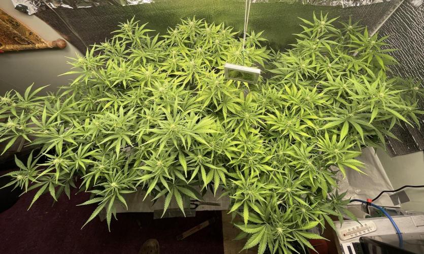 Homemade seeds,FB Gorilla Cookies Auto. Week 6