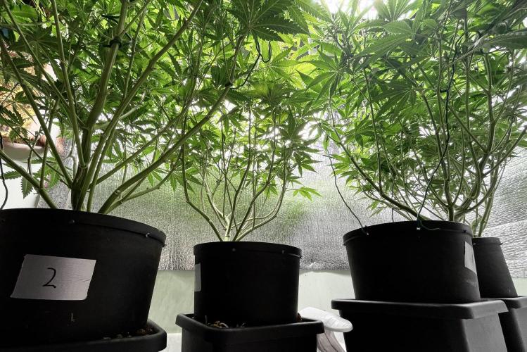 Homemade seeds,FB Gorilla Cookies Auto. Week 6 - Lollipopping!