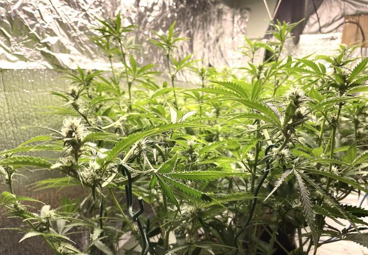 Homemade seeds,FB Gorilla Cookies Auto. Week 6