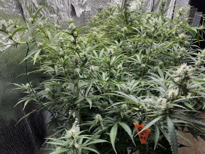 Homemade seeds,FB Gorilla Cookies Auto. Week 7