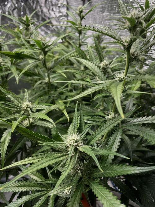 Homemade seeds,FB Gorilla Cookies Auto. Week 7