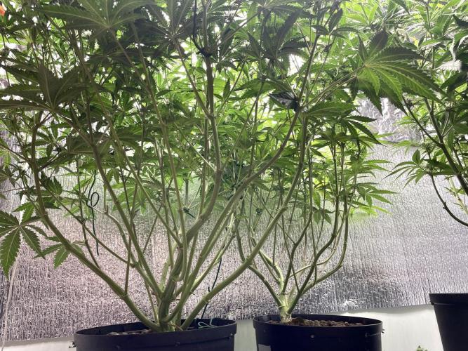 Homemade seeds,FB Gorilla Cookies Auto. Week 7