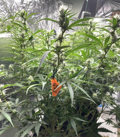 Homemade seeds,FB Gorilla Cookies Auto. Week 7