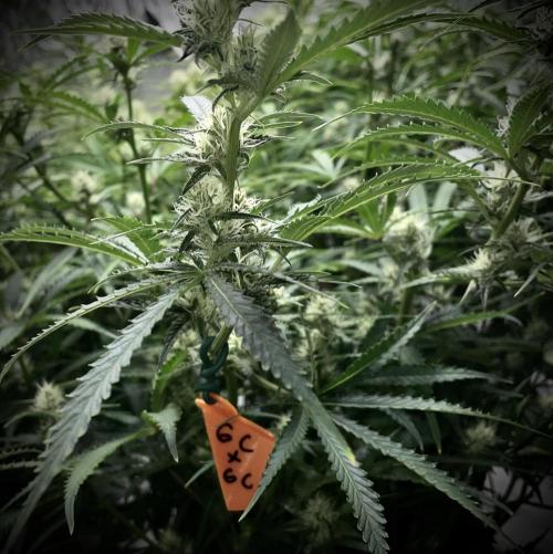 Homemade seeds, Gorilla Cookies Auto F2. Week 7 - Pollinated branch!