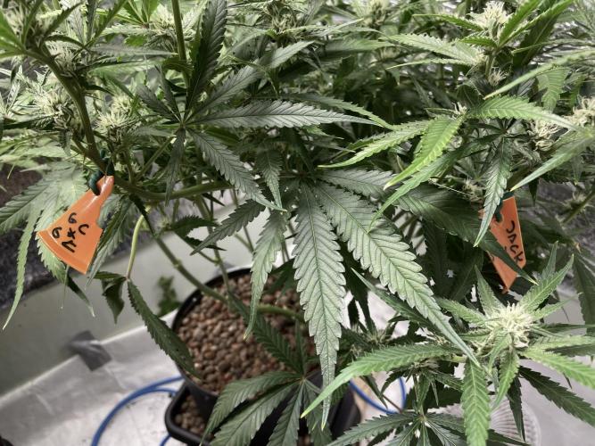 Homemade seeds, Gorilla Cookies Auto F2. Week 7 - Pollinated breanches!