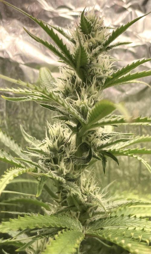 Homemade seeds, Gorilla Cookies Auto F2. Week 7