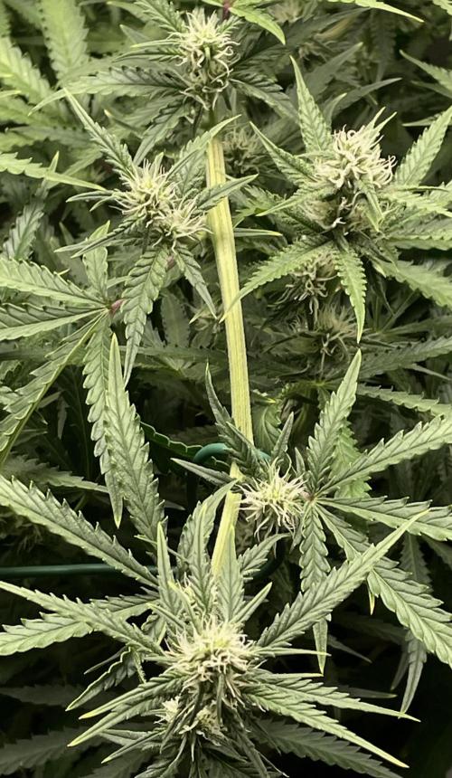 Homemade seeds, Gorilla Cookies Auto F2. Week 7