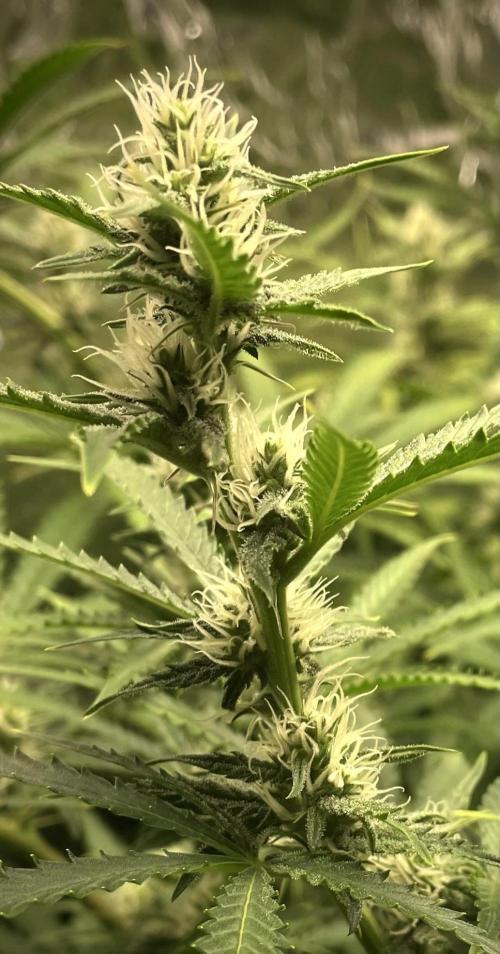 Homemade seeds, Gorilla Cookies Auto F2. Week 7