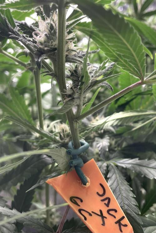 Homemade seeds, Gorilla Cookies Auto F2. Week 7