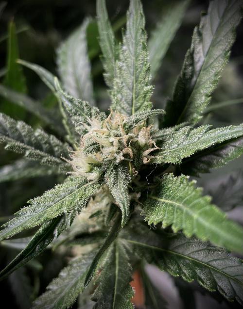 Homemade seeds, Gorilla Cookies Auto F2. Week 7 - Shriveled pistils,pregnant!