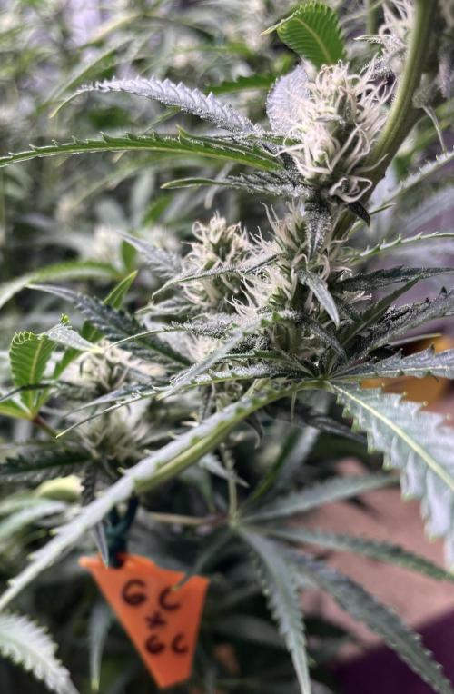 Homemade seeds, Gorilla Cookies Auto F2. Week 7