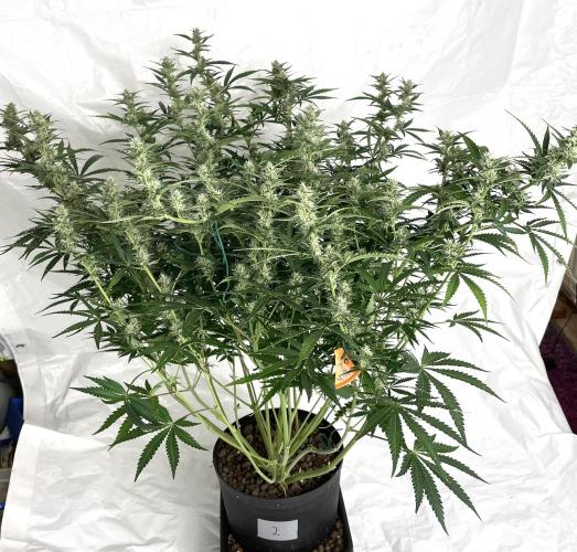 Homemade seeds, Gorilla Cookies Auto F2. Week 8