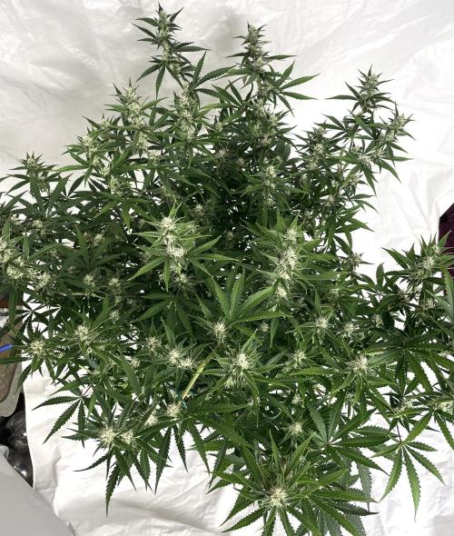 Homemade seeds, Gorilla Cookies Auto F2. Week 8