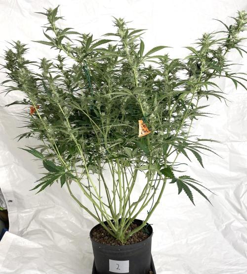 Homemade seeds, Gorilla Cookies Auto F2. Week 8