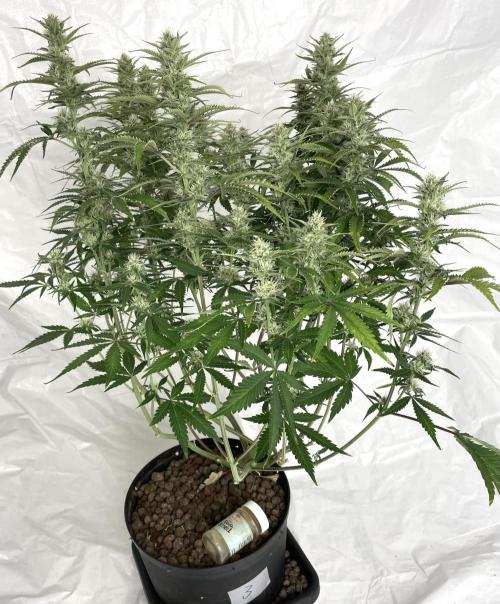 Homemade seeds, Gorilla Cookies Auto F2. Week 8