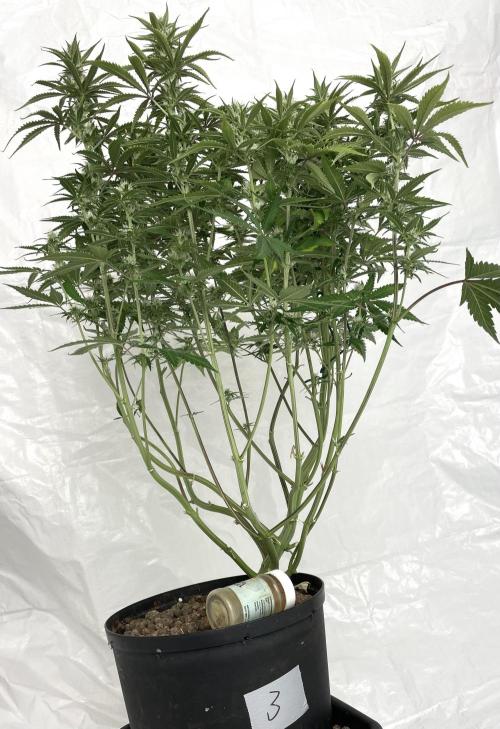 Homemade seeds, Gorilla Cookies Auto F2. Week 8