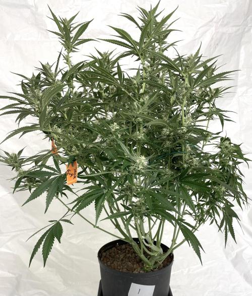 Homemade seeds, Gorilla Cookies Auto F2. Week 8