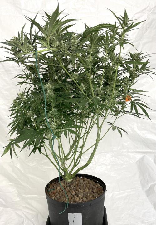 Homemade seeds, Gorilla Cookies Auto F2. Week 8