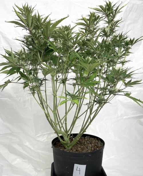 Homemade seeds, Gorilla Cookies Auto F2. Week 8