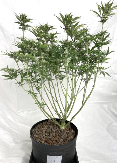 Homemade seeds, Gorilla Cookies Auto F2. Week 8