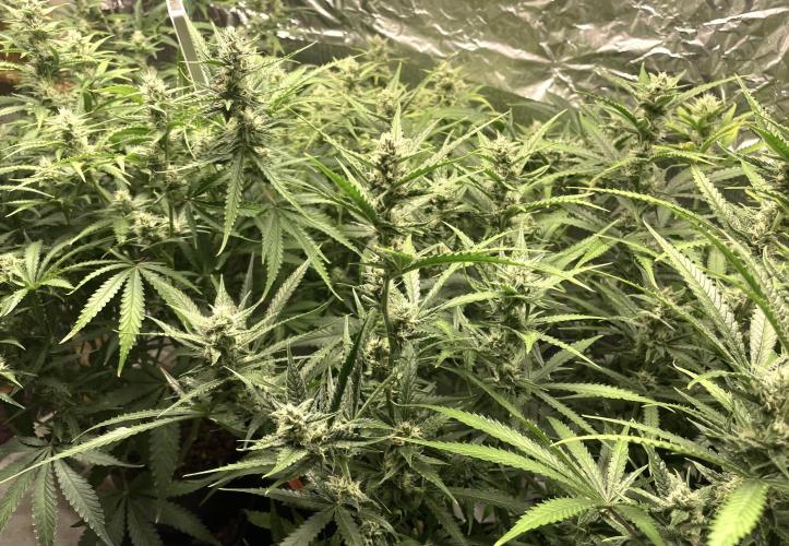 Homemade seeds, Gorilla Cookies Auto F2. Week 8