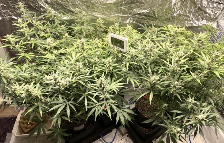 Homemade seeds, Gorilla Cookies Auto F2. Week 8