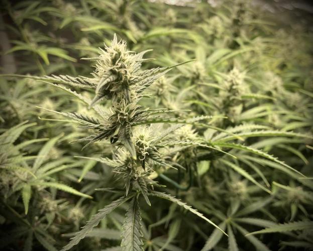 Homemade seeds, Gorilla Cookies Auto F2. Week 8