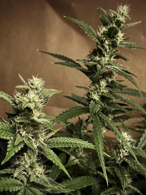 Homemade seeds, Gorilla Cookies Auto F2. Week 9