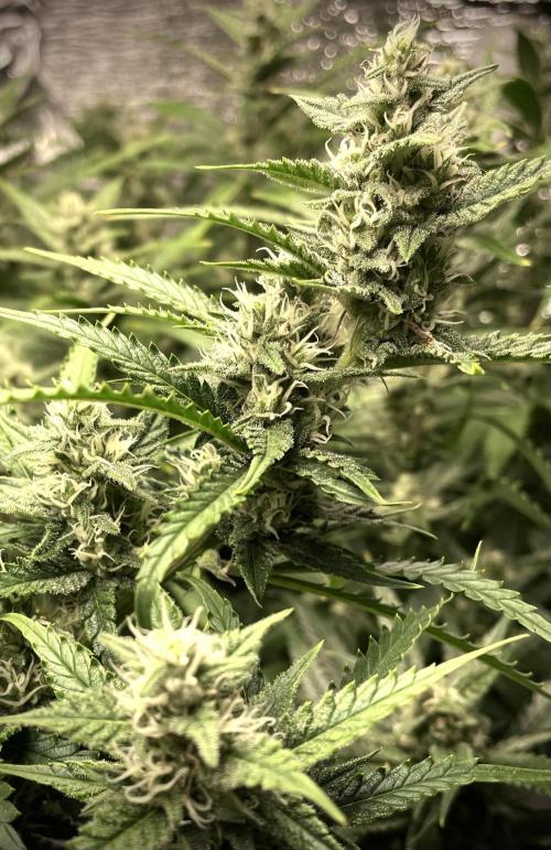 Homemade seeds, Gorilla Cookies Auto F2. Week 9