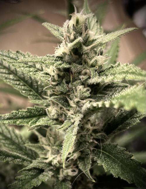 Homemade seeds, Gorilla Cookies Auto F2. Week 9