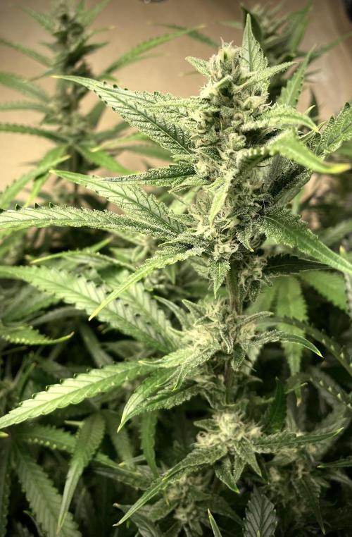 Homemade seeds, Gorilla Cookies Auto F2. Week 9