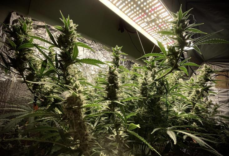 Homemade seeds, Gorilla Cookies Auto F2. Week 9